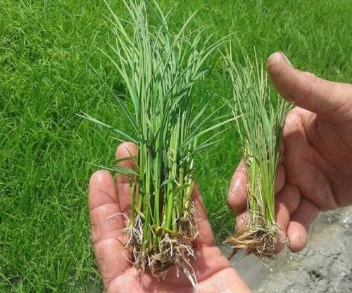 plant3