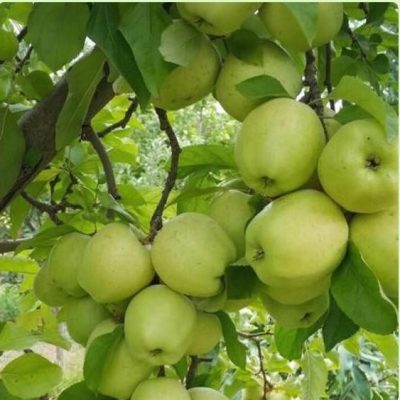appimg20