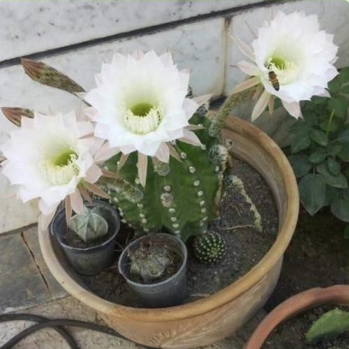 appimg22
