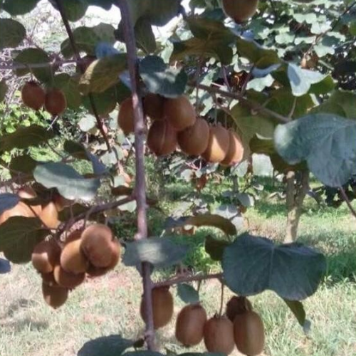 appimg8