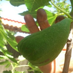 figs