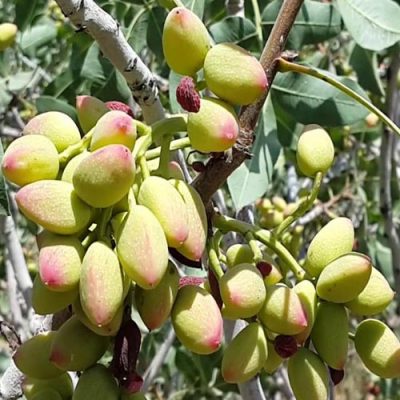 pistachio1