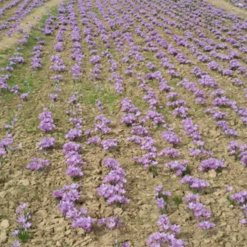 saffron1