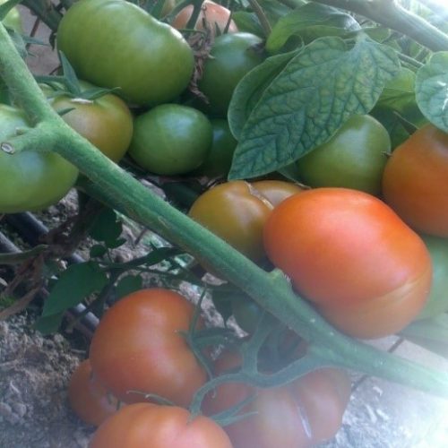 tomatoes2