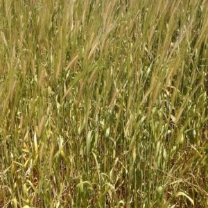 wheat1